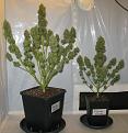 The plants above are both autoflowering Flying Skunk's (with all leaves trimmed) and have been grown under the exact same conditions. The one on the left is a 12L pot and on the right is a 4L pot. Notice the difference in size of the 2 plants