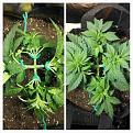 A bit of LST. Second pic is 24 hrs later.