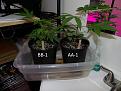 Clones AA-1 and BB-1 after one week of spraying with homemade Colloidal Silver.